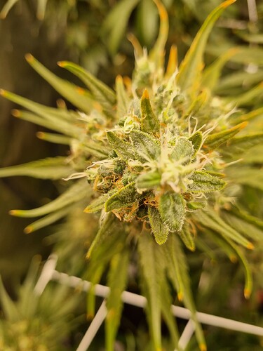 Growreport Bild 34