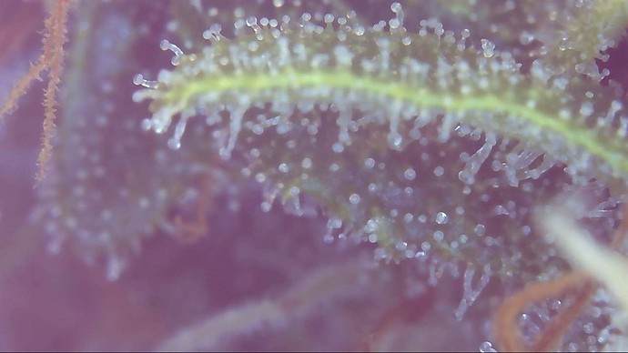 Growreport Bild 5