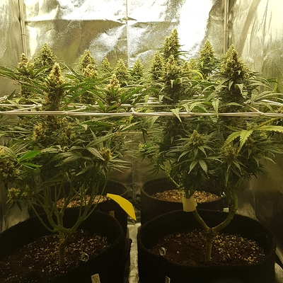Growreport Bild 11