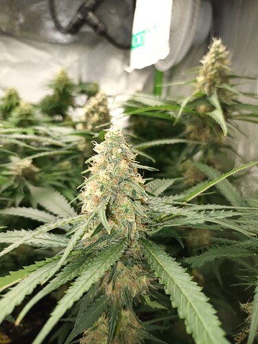 Growreport Bild 4