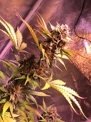 Growreport Bild 24