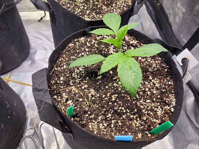 Growreport Bild 5