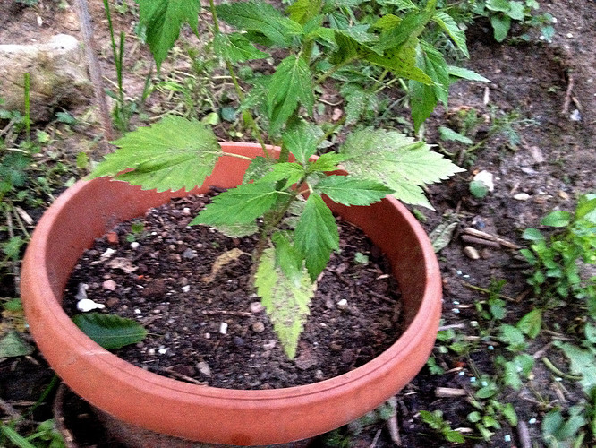 Growreport Bild 19