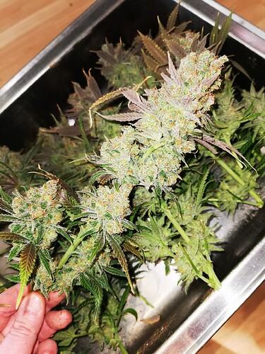 Growreport Bild 8