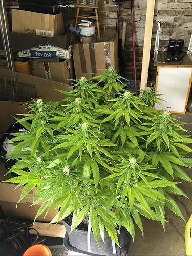 Growreport Bild 3