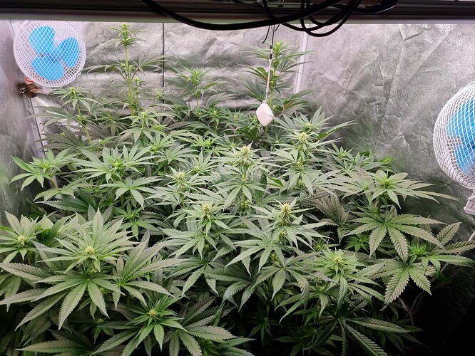 Growreport Bild 3