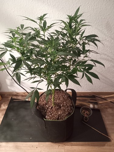 Growreport Bild 15