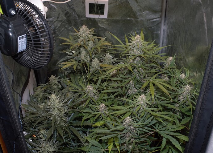 Growreport Bild 1