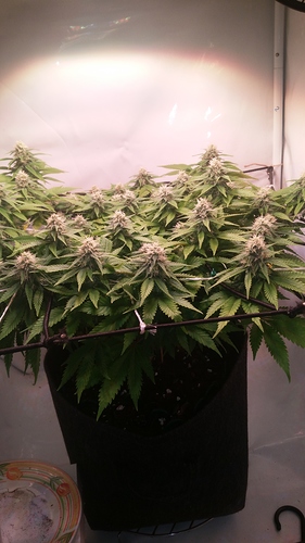 1557817015889-36597468