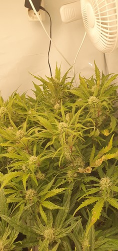 Growreport Bild 3