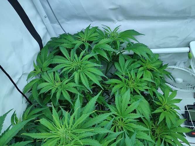 Growreport Bild 44