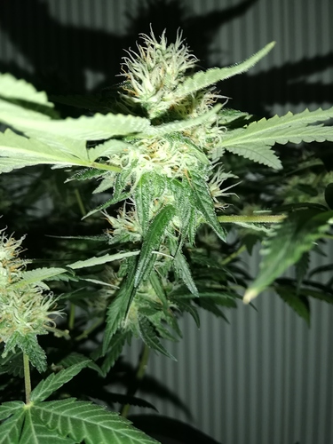 Growreport Bild 7