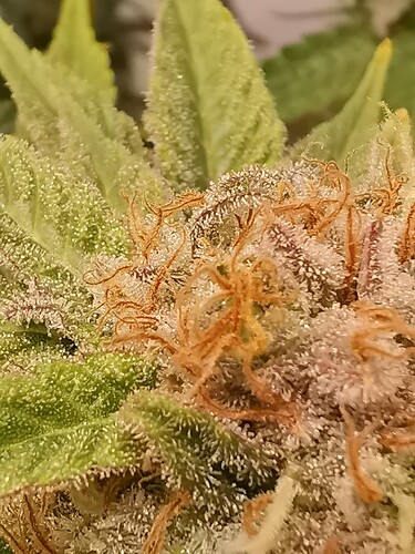 Growreport Bild 26