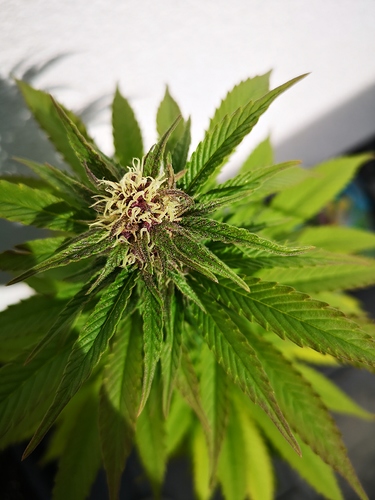 Growreport Bild 1