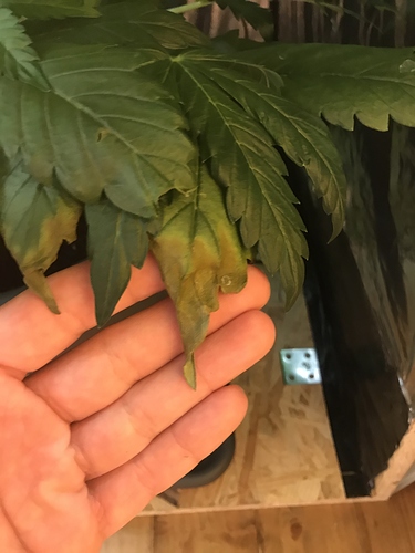 Growreport Bild 6