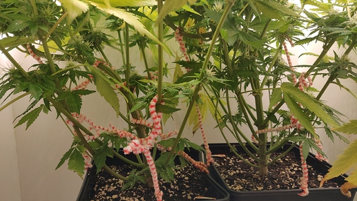 Growreport Bild 2