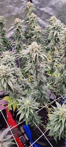 Growreport Bild 74