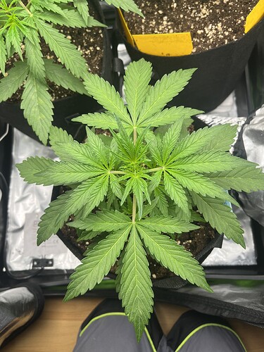 Growreport Bild 54