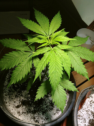 Growreport Bild 40