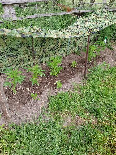 Growreport Bild 2