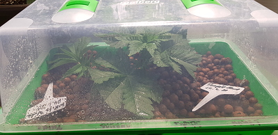 Growreport Bild 4