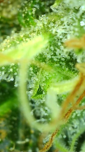 Growreport Bild 6