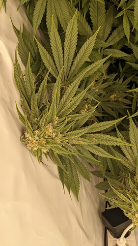 PXL_20220330_142022681