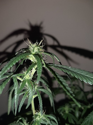 Growreport Bild 6
