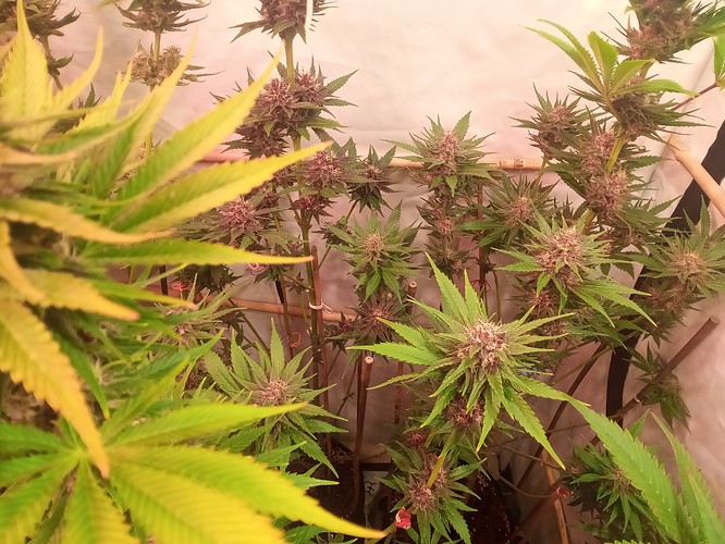 Growreport Bild 30