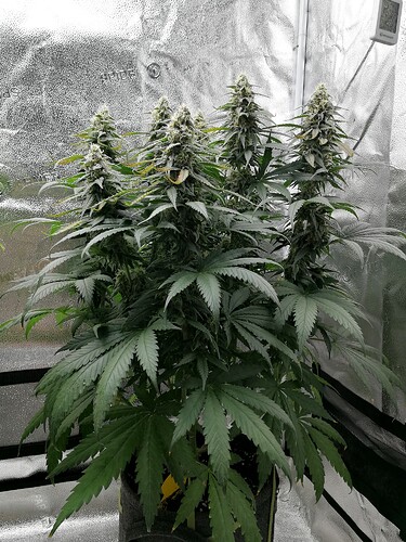 Growreport Bild 1