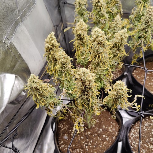 Growreport Bild 14