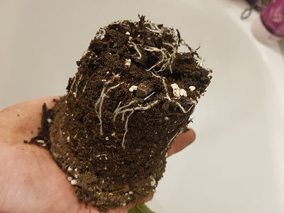 Growreport Bild 4