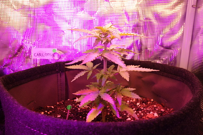 Eine junge Cannabispflanze in einem Vliesstofftopf unter violettem LED-Licht. Ein kleines Schild mit der Aufschrift "CARLOTTA" ist im Hintergrund angebracht.