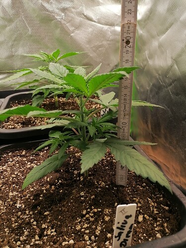 Growreport Bild 9