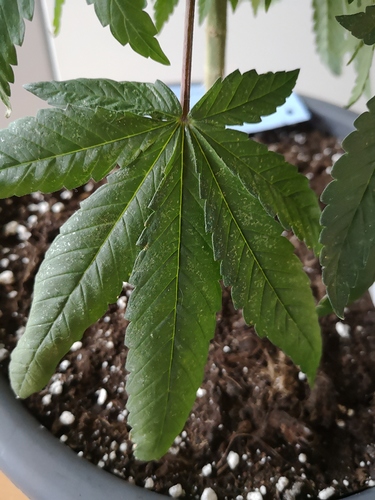 Growreport Bild 2