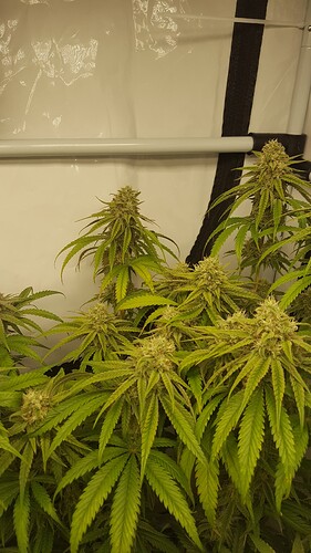 Growreport Bild 2