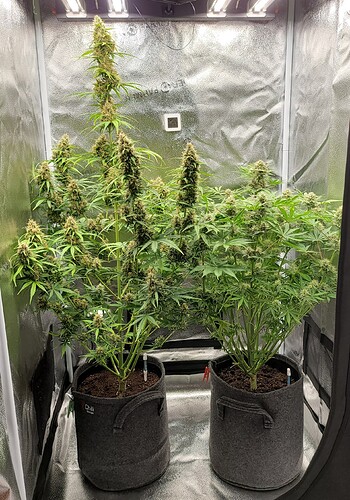 Growreport Bild 1