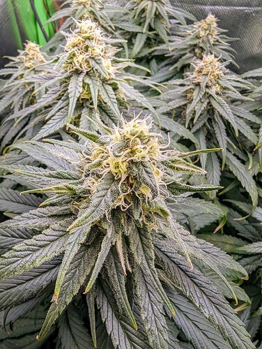 Growreport Bild 9