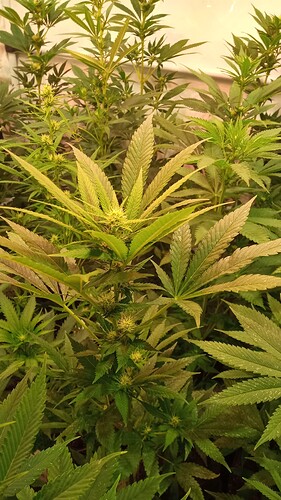 Growreport Bild 61