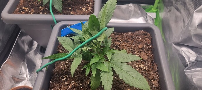 Growreport Bild 9
