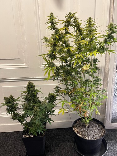 Growreport Bild 4