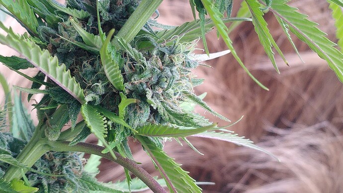 Growreport Bild 7