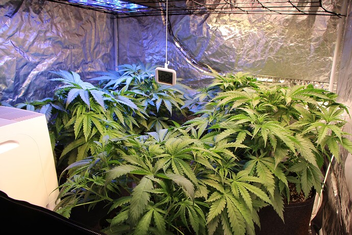 Growreport Bild 6