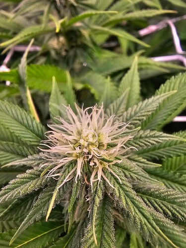 Growreport Bild 2