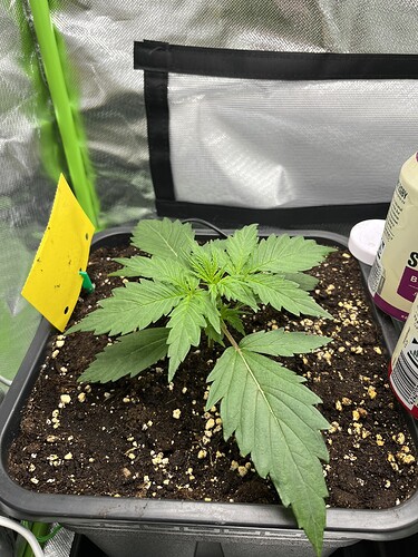 Growreport Bild 1