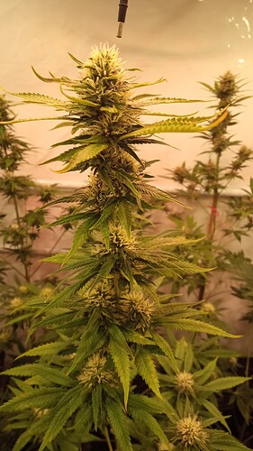Growreport Bild 15