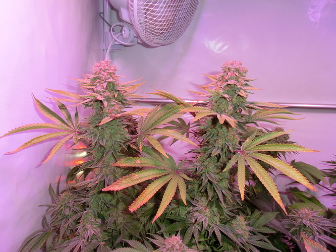Growreport Bild 4