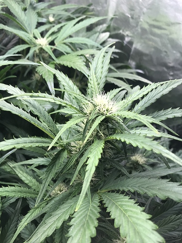 Growreport Bild 3