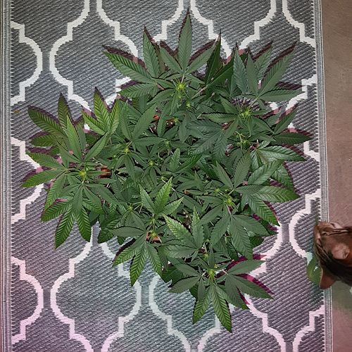 Growreport Bild 5