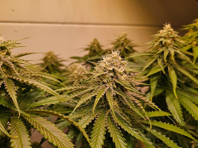 Growreport Bild 7